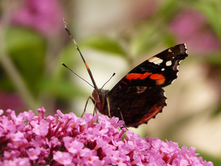 Vanessa atalanta - Admiral VI