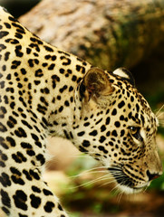 leopard