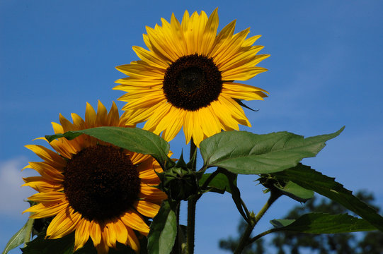 Sonnenblumen