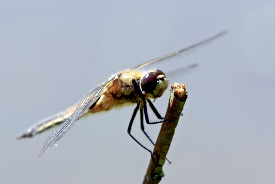 dragonfly macro (Anaciaeschna isoceles)