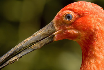 Scarlet Ibis Portrait