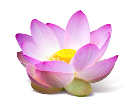 Fototapeta Lotus