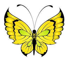 Beautiful tropical butterfly