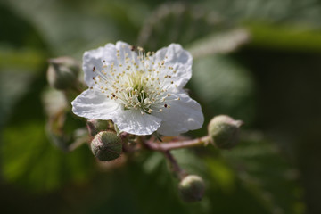 Brombeerblüte