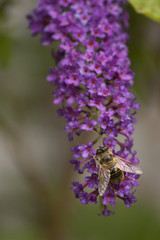 Buddleja - Sommerflieder