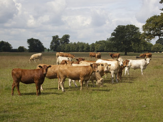 Fototapeta na wymiar curious cows