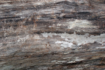 Wood Textures on Felled Tree