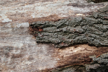 Wood and Bark Textures on Felled Tree