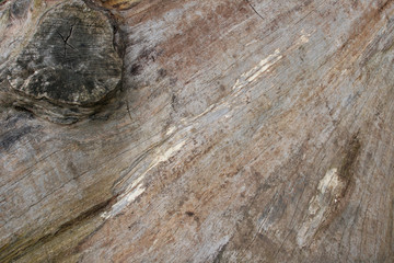 Wood Textures on Felled Tree