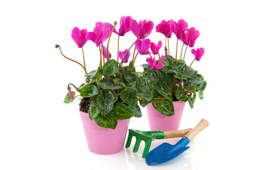 Cyclamen
