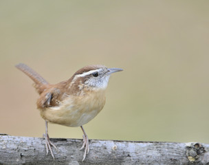 Carolina Wren