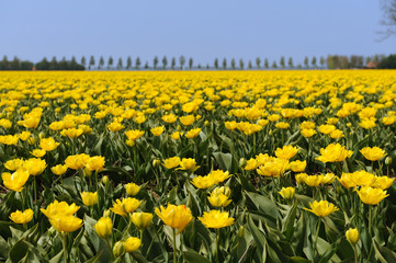 Fototapeta premium Tulips in the fields