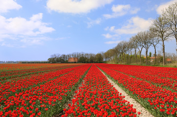 Tulips in the fields