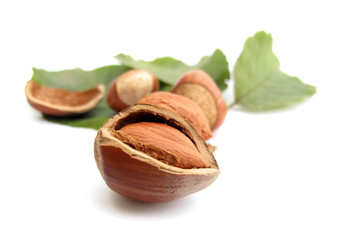 Hazelnuts with leaves