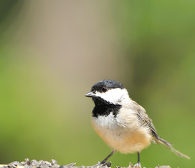 Carolina Chickadee