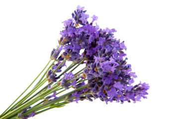 Naklejka premium lavender