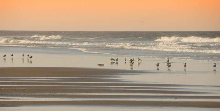 Birds on the Beach Outerbanks North Carolina