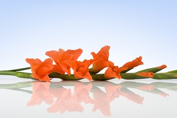 Orange Glaudiolus