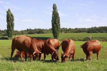 Rinder auf der Weide