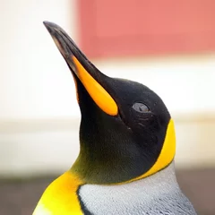 Crédence de cuisine en verre imprimé Pingouin Pingouin royal