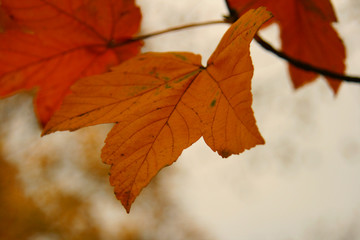 Orange foliage in autumn