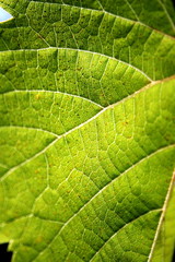 Feuille de vigne