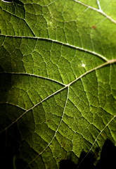 Feuille de vigne