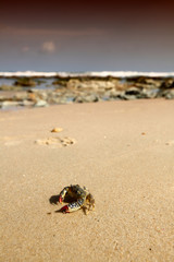 crab