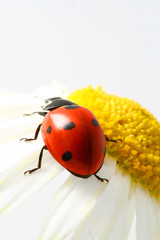 red ladybug