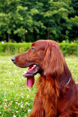 Profile of the Irish setter