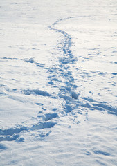 The path on the tundra
