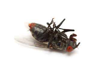 dead fly