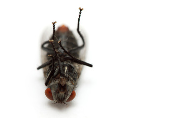 dead fly