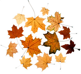 Autumn leaves