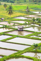 Obraz premium Paddy field scenery in Bukit Tinggi Indonesia