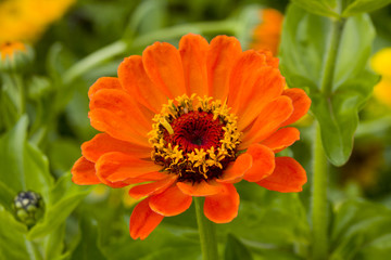 dahlia flower in close up