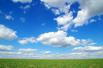 Obraz premium meadow