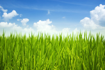 Fototapeta na wymiar Zielona trawa i niebo