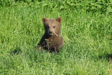 Coolbär