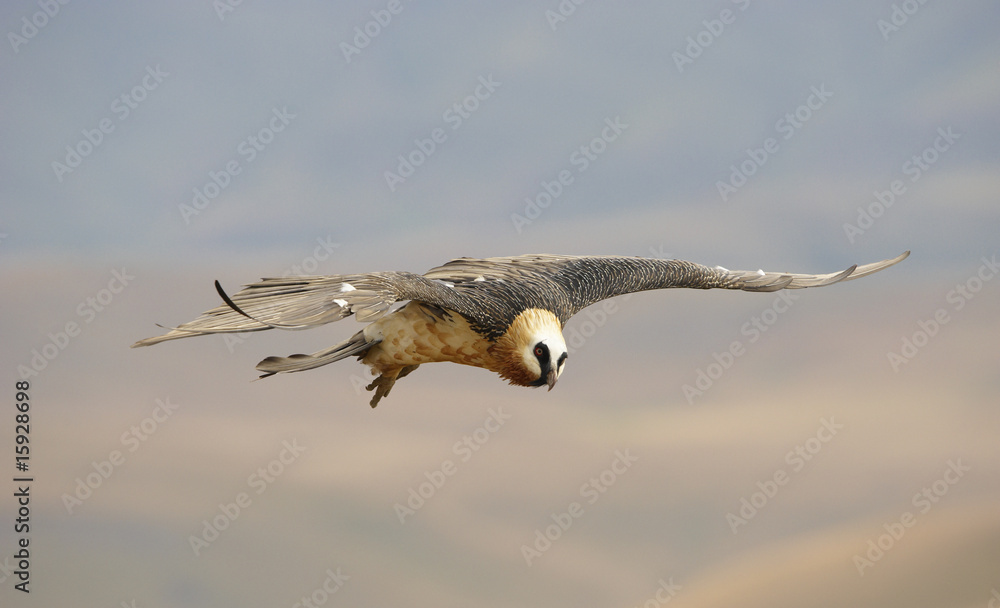 Wall mural Lammergeyer or Bearded Vulture