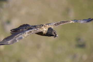 Lammergeyer or Bearded Vulture