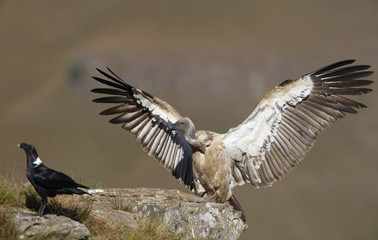 The Cape Griffon or Cape Vulture