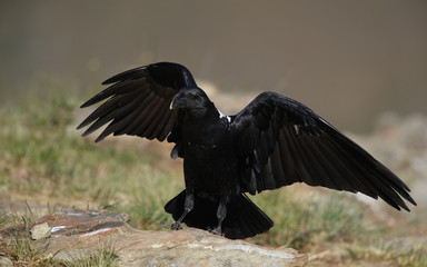 Fototapeta premium White-necked Raven