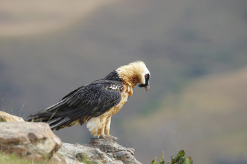 Lammergeyer or Bearded Vulture