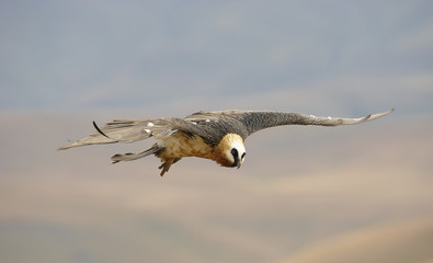 Lammergeyer or Bearded Vulture