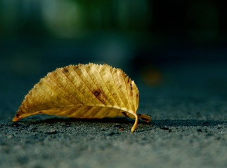Autumn leaf