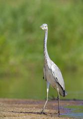 Grey Heron bird