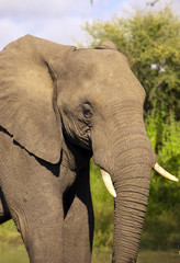 Obraz premium Large elephant bull