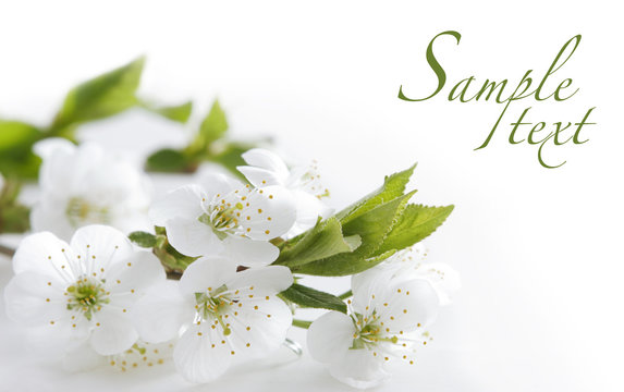 white flowers and easy to remove the text