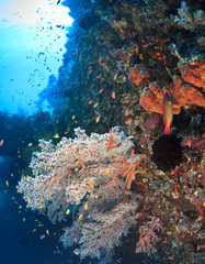 Fototapeta na wymiar Underwater wreck of the Liberty